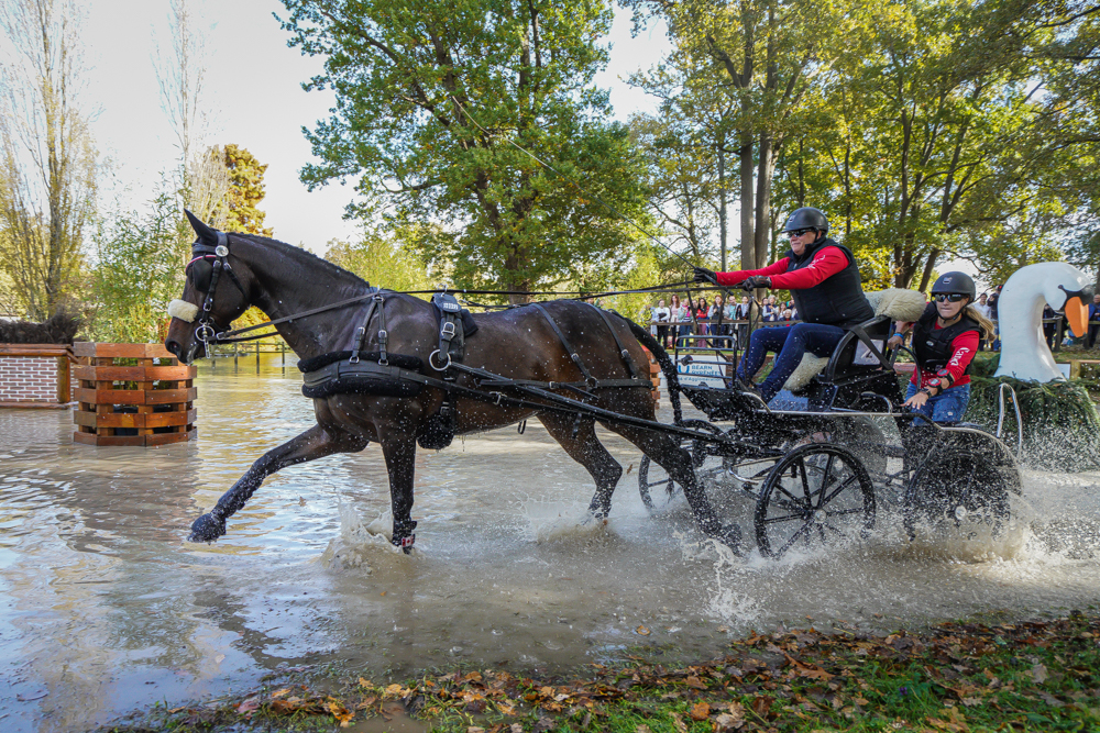 Voiture d'attelage chevaux Québec