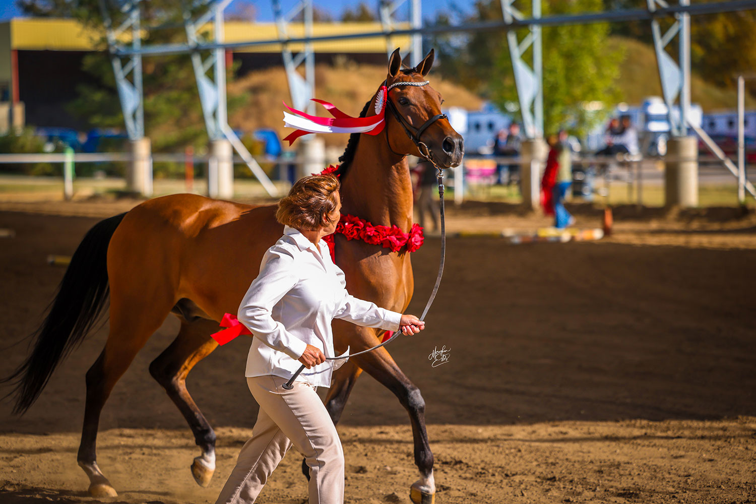 Cheval blanc gravé sur une boite en bois rangement pierres cristaux