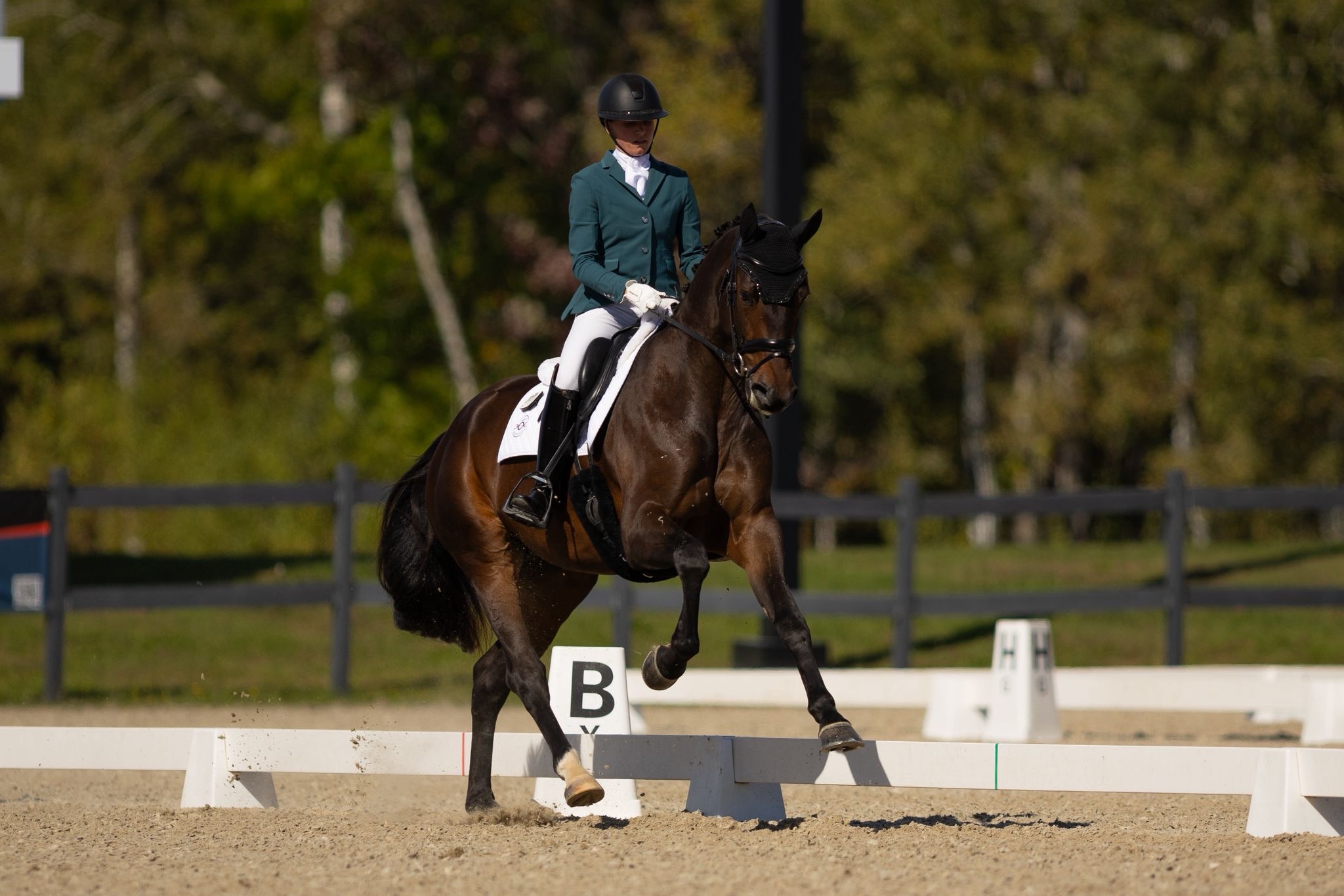 Equestrian Program 2025 Young Horse Development Program Dressage Rankings Announced ...