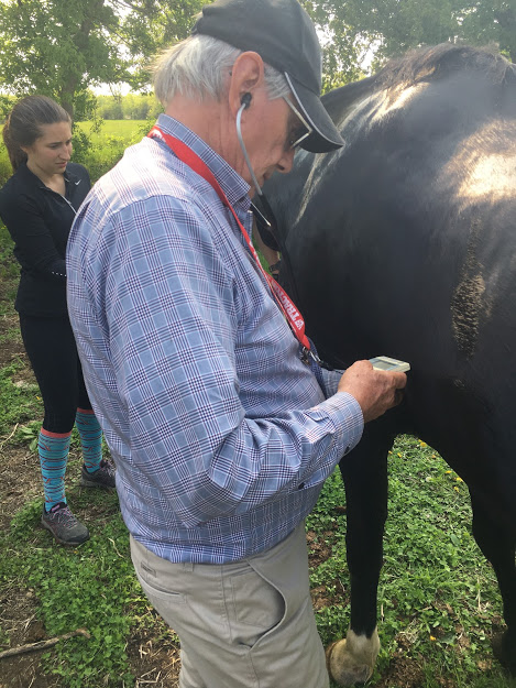 Arthur B. King, DVM Breaks Down the Endurance Vet Check - Equestrian Canada